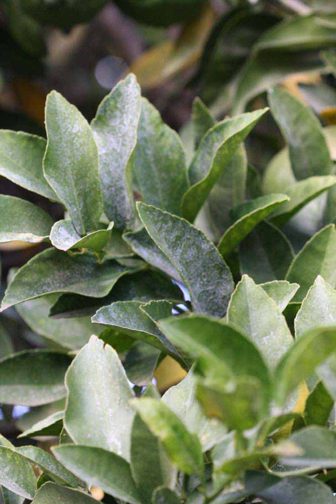            Shade leaves (Riverside, CA)   